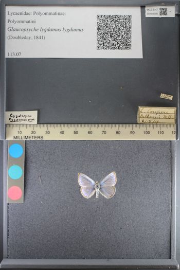 Media type: image;   Entomology 194595